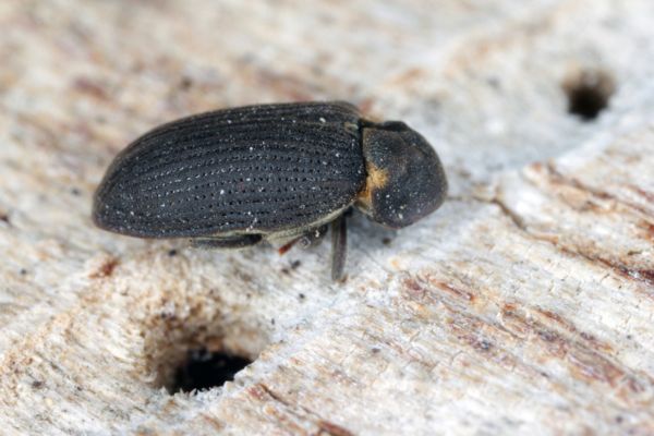 Beetle
