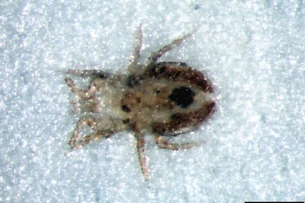 Bird mite upclose