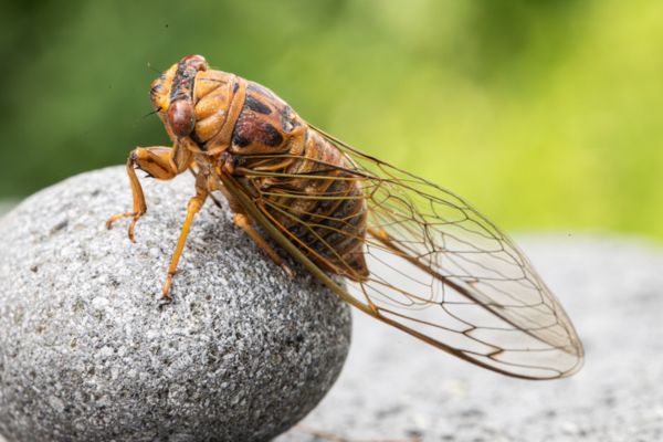 Cicada