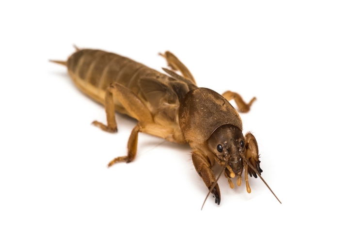 Cricket mole