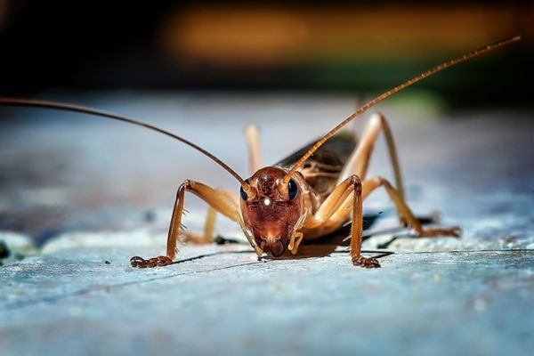 Cricket