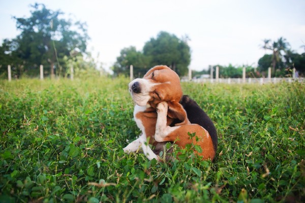 Dog itching head