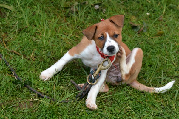 Dog scratching