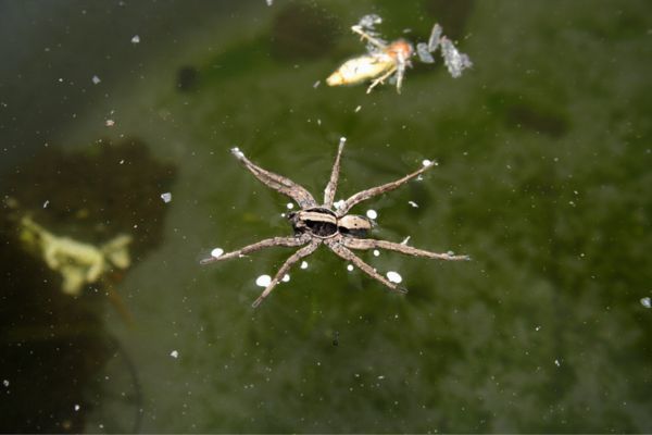 Fishing spider in the water