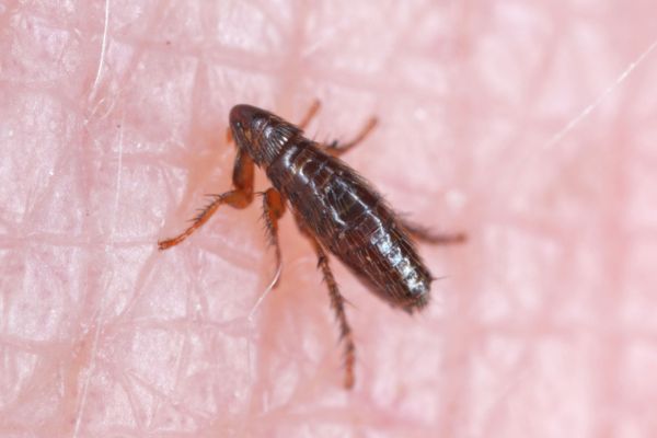 Close up of a flea on human skin