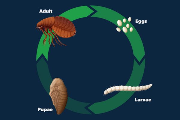 Flea Life Cycle