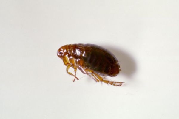 Flea on white background