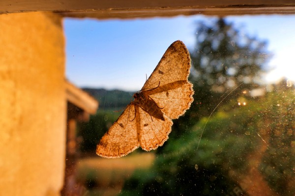 Moth on window