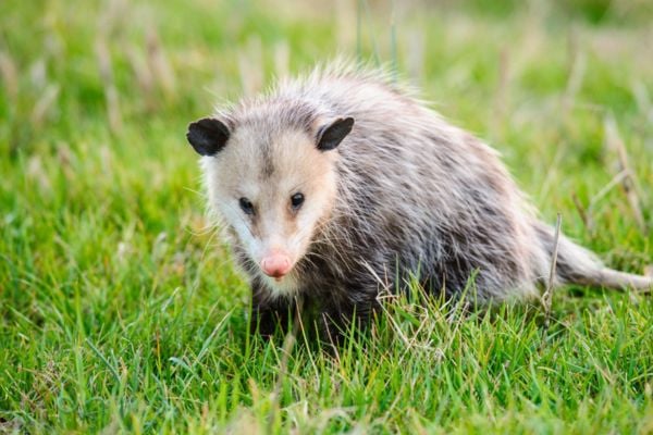 Opossum on grass