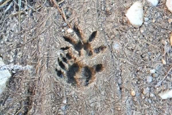 Opossum tracks