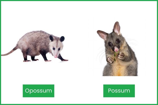 Opossum vs Possum