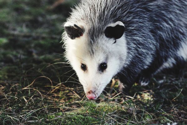 Opossum upclose