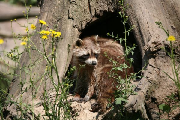 Raccoon