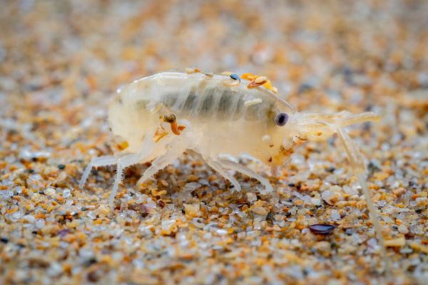 sand flea upclose