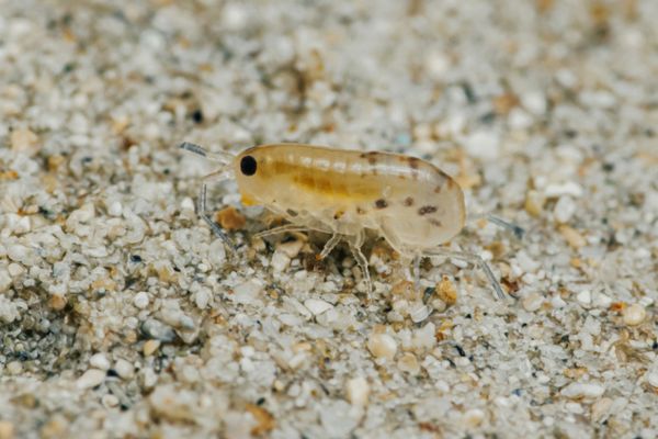 sand flea