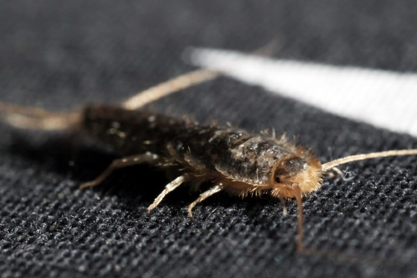 Silverfish on material