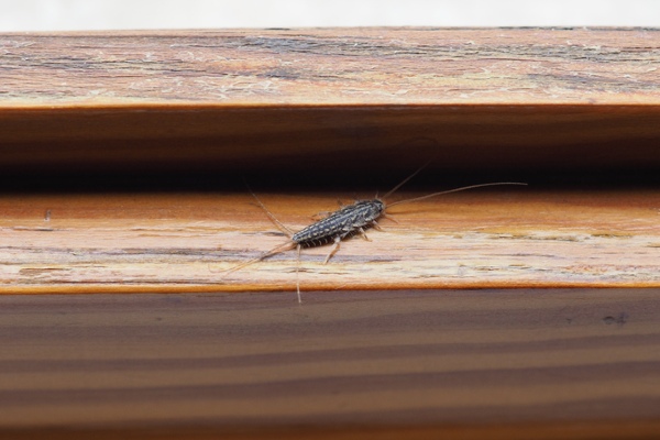 Silverfish on window
