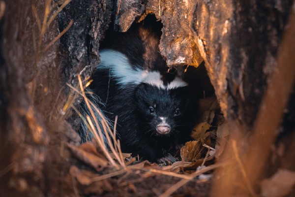 Skunk in den