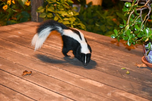 Skunk on porch