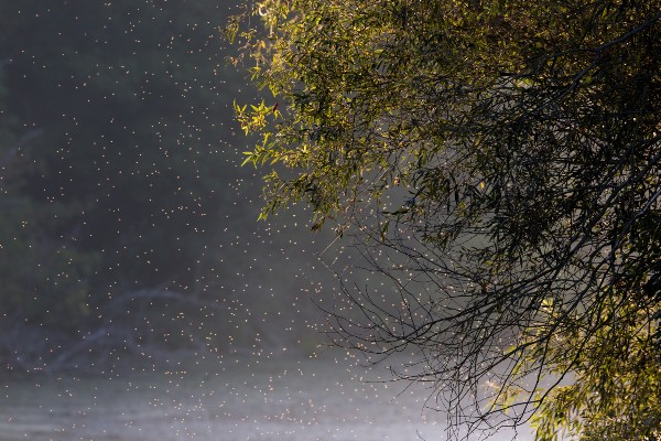 Swarm of flies in storm