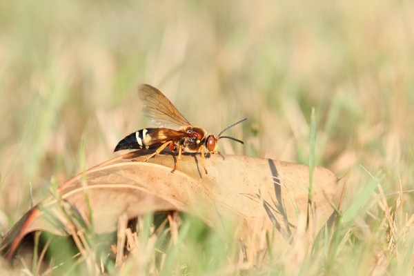 tmx cicada killer