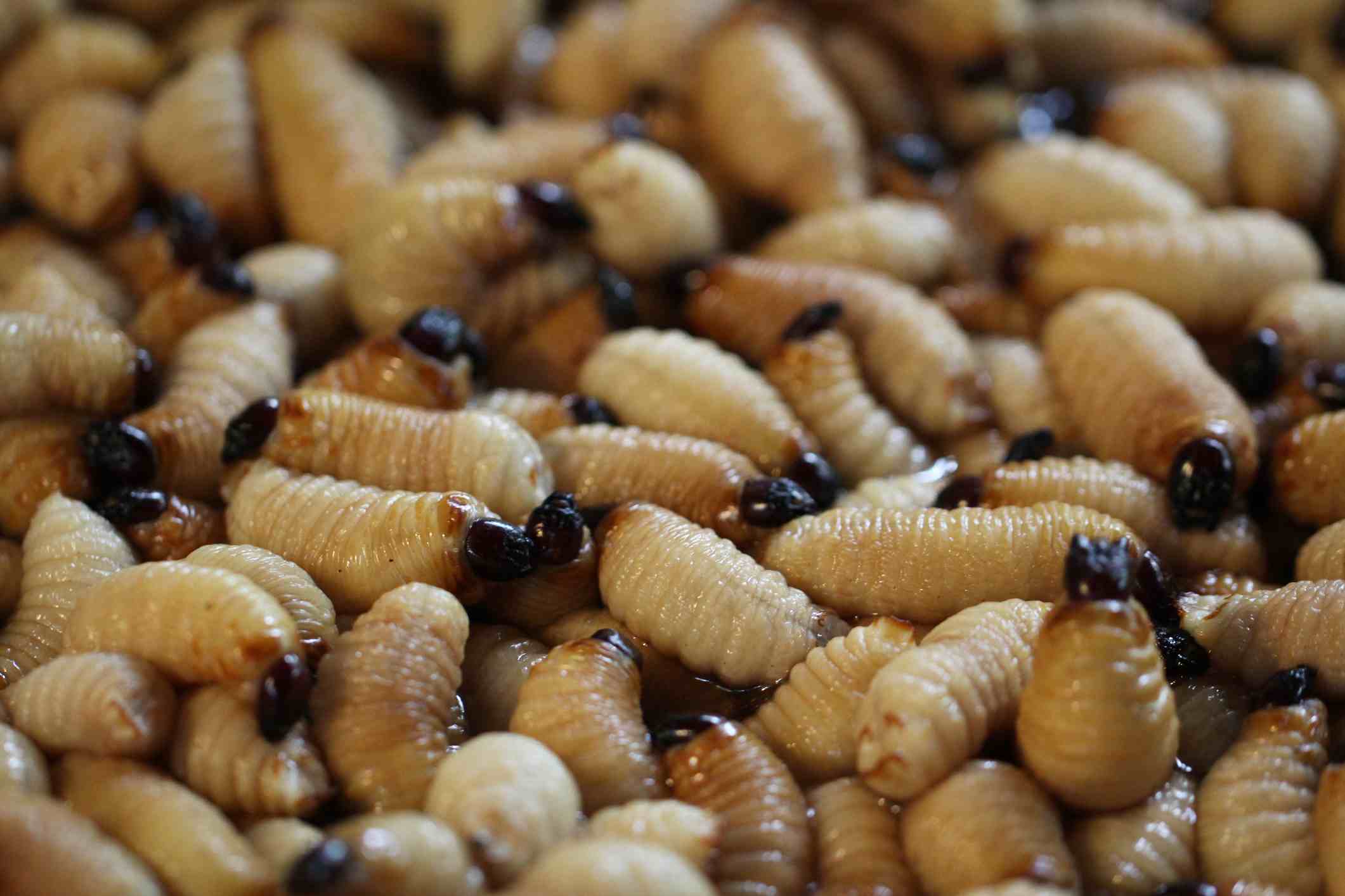 Weevil larvae