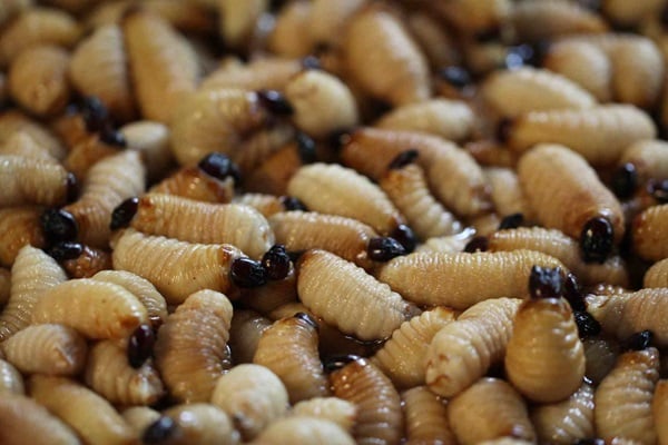 Weevil larvae