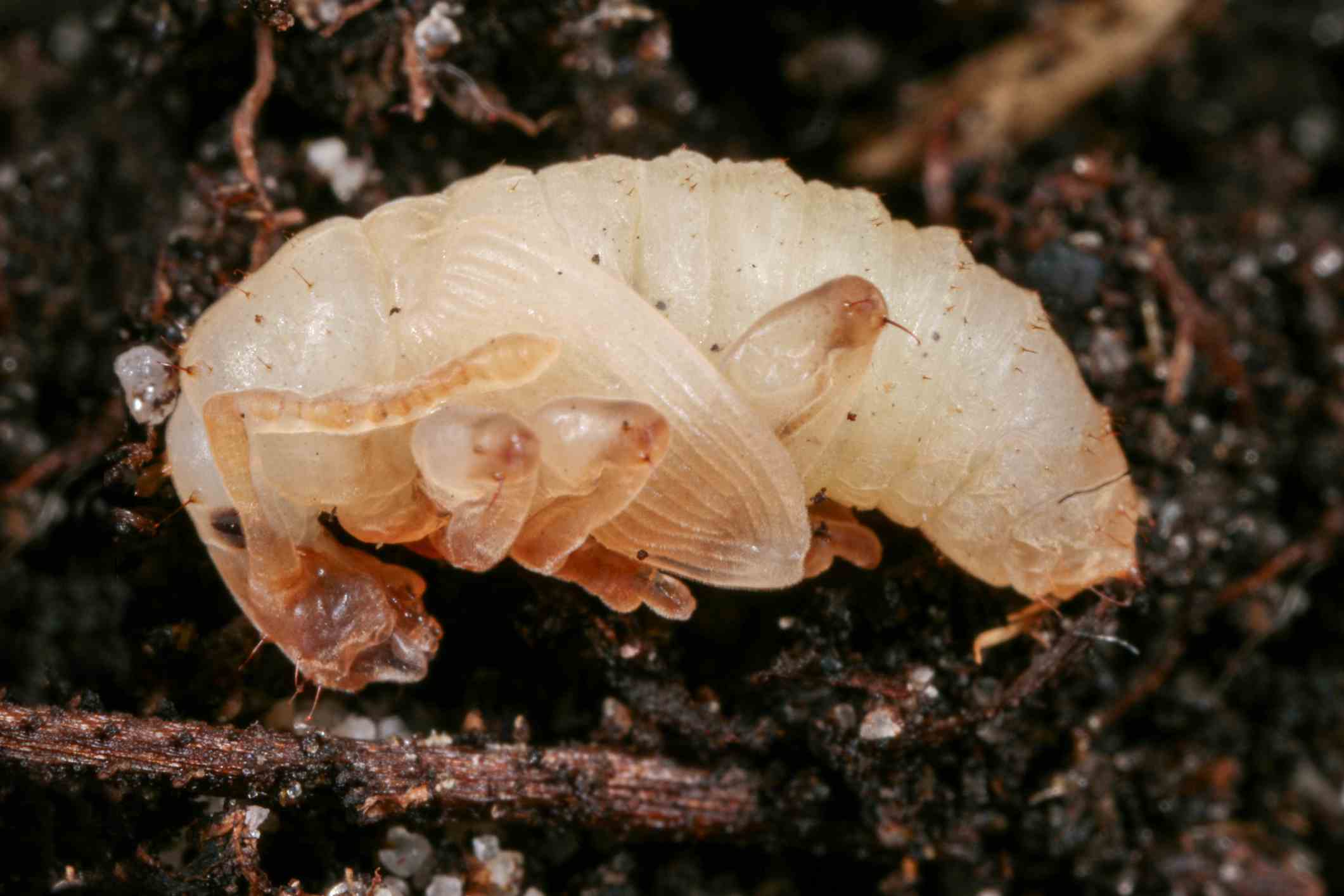 Weevil pupa