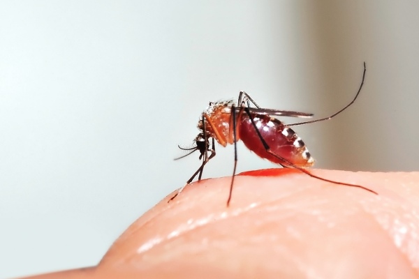 mosquito on a hand sucking blood