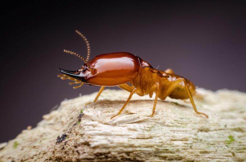 termite close up