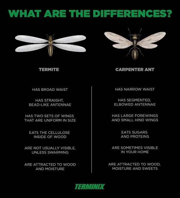 termite vs. carpenter ant infographic