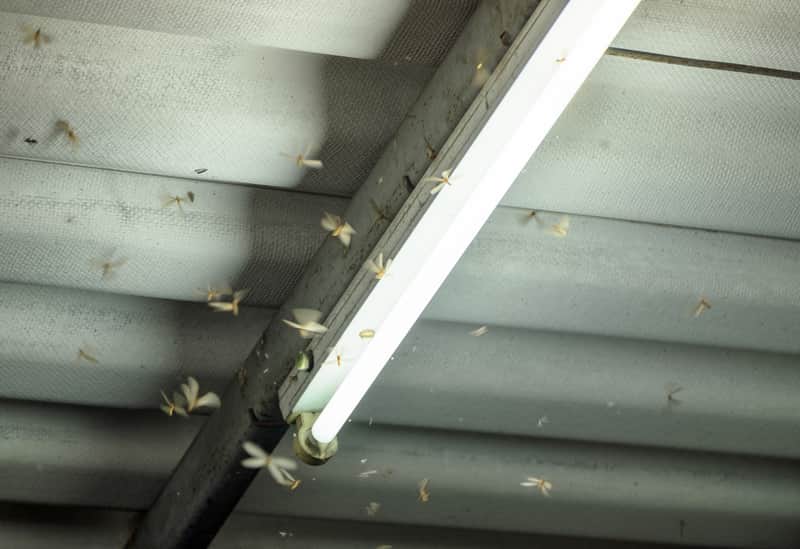 termites flying around a light