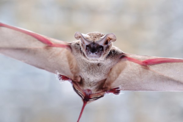 Mexican free-tailed bats